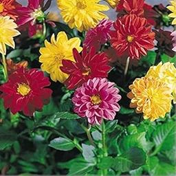 udanta Dahlia Flower Single Seeds Small Pack, (BBL0874)-image-70