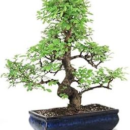 Bonsai Live Plant - 15 Years Old Ficus Bonsai Tree with Nebari Roots, Unique Trained Bonsai Plants for Home Indoor, Real Bonsai Tree, Bonsai Plant Gifting | Height: 50 cm-image-45