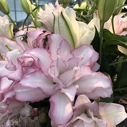 Ritz Farming� Imported Rare Variety Oriental Lily Lilium flower bulb For Home Gardening pack of 5 flower bulb-image-45
