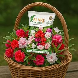 Balsam flower seeds double petal - Mixed colour double balsam flower - Pack of 200-image-12