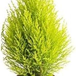 Plants Point Golden Cypress Plant | Air Purifying Green Live Indoor Plants-image-88