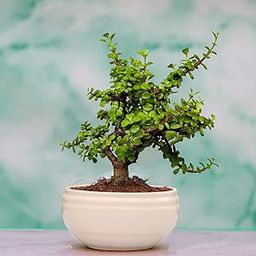 Lasaki Good Luck Live Indoor Jade Plant In Bowl white Ceramic Pot For Home Decor(Size: Small)-picture-23