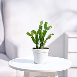 UGAOO Christmas Cactus Live Plant With Grow Pot-image-79