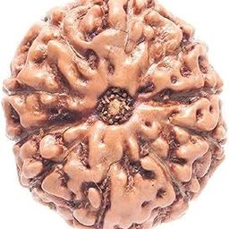10 Mukhi Rudraksh Rudraksh Rudraksha Bead,Certified, Original Rudraksh Bead/Natural Rudraksha Bead (Brown) with Certificate and Puja Instructionsx90-image-84