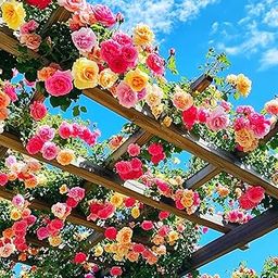 N.G.M.AGROCARE Imported Hybrid Climbing Rose Flower Mixed Seeds, Year-Round Blooms (Pack of 50 Seeds)-image-11