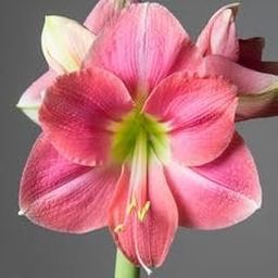 Luxurious Blooms Amaryllis Lily Flowering Bulbs Imported Variety for Indoor and Outdoor Gardening Amaryllis lily Rosalie (Pack Of 2)-image-45