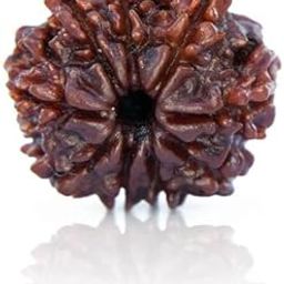 ShivTantar Eight mukhi Rudraksha Natural Bead & Certified, Astrological Eight Mukhi Rudraksha Bead/Faced Rudraksha | Positive Effect | Unisex Both for Men & Women-picture-55