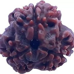 3 mukhi Natural Rudraksha Bead Original, Certified Rudraksha for Men and Women, Color Brown-image-56