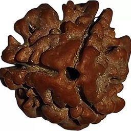 3 mukhi Rudraksha Quality Bead Original, Certified Rudraksha for Men and Women, Color BrownX19-image-60