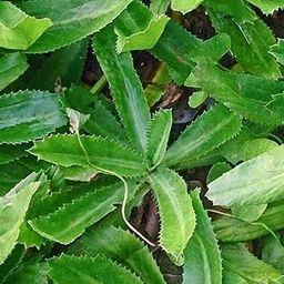 African Malli/Long Coriander Rare Herbal Plants Medicinal Healthy (Healthy Live Plant) Mexican Coriander Medicinal Herb Plant-image-74