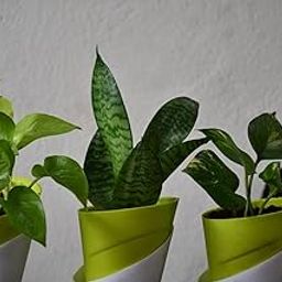 Combo of 3 Live Indoor Plants – Money Plant Yellow, Green Money Plant & Snake Plant in 3.5 Inch Self-Watering Pots for Home/Office Décor-image-49