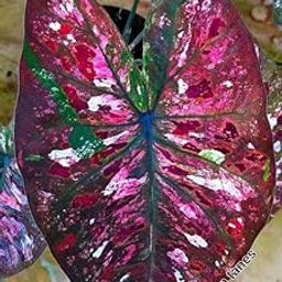 Siddhi Vinayak Gallery® Caladium flower bulbs multicolor shade 23 Flower Bulb For Indoor & Outdoor Gardening Pack of 1-image-42