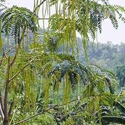 Moringa seeds hybrid || 20 Seeds-image-33