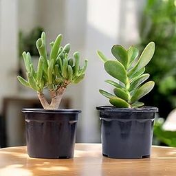 Set of 2 Live Succulent Plants – Crassula Ovata (Jade Plant) and Gollum Jade (Finger Plant) – Low Maintenance Indoor Plants for Home, Office Décor, Good Luck, and Gifting-image-29