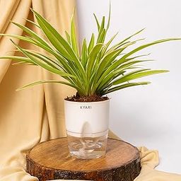 KYARI Spider Indoor Plants for Living Room | Live Plants | Plants with White Pot for Home | Air purifier plants | Plants for Home Decor-image-85