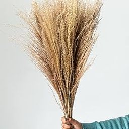 Miscanthus Dried Pampas Grass for Home & Office Decor | Brown| 15 Stems-image-55