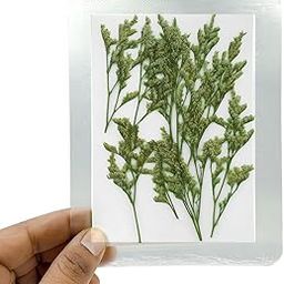Natural Real Dried & Pressed Flowers for Art Craft - Mixed, Multicolor for Soap, Candle, Scrapbooking, DIY, Resin Jewelry, Pendant - [Lover Grass-Green]-2