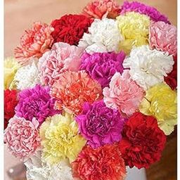 Beautifull Carnation Mixed Flower seeds for Home Gardening pack of 50 seeds-image-53