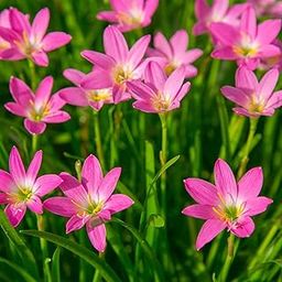 Rain Lily Pink Flower Bulbs 10 By Udanta Seeds-image-71