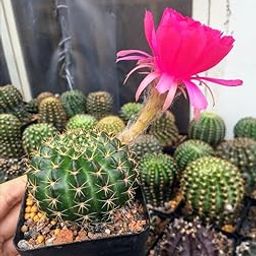 Hedgehog Cactus, Sea-urchin Cactus, Or Easter Lily Cactus Echinopsis Oxygona Live Plant Pack Of 1-picture-14