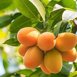 All Time/Baramasi Mango Thailand Sweet Mango Live Plant Hybrid Grafted Plant & Tree (Fruit After 1 Year) Pack of 1-image-13