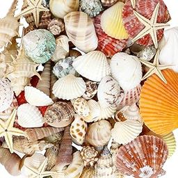 WEOXPR Mixed Sea Shells, 100+ Pcs Beach Seashells Starfish, Various Sizes Ocean Seashells for Fish Tank Vase Fillers, Beach Theme Party Wedding Decor, Candle Making, DIY Crafts, Home Decorations-image-8