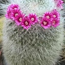Greenursery Barrel Cactus Indoor Succulent Plant For Home and Garden with Pot (Pack of 1) (Old Lady Cactus Plant)-19