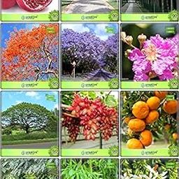 Creative Farmer Garden Seeds Combo Fruit & Fruit : Grape, Orange, Papaya, Bottle Palm Seeds, Big Bamboo, Bamboo, Jacaranda Mimosafolia, Flame Tree, Queen Crape Myrtle, French Tamarind, Parijat, Pomagranate Fruit Seeds For Home Garden-picture-31