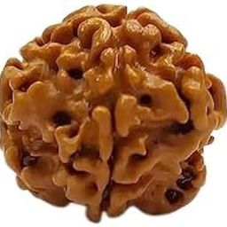 GEMS Stone Attractive 1 Mukhi GOL Dana Rudraksha Nepali Beads Genuine One Face Rudraksha IGL Lab Certified Natural Ek Mukhi GOL Dana Rudraksha for Make Mala for Men Women.-image-52