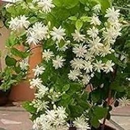 Flogeria Live Root Jasmine Plant/Bela Plant Climbing Flower Plants Live White Mogra/Jasminum sambac/Arabian Jasmine For Home Garden-image-78