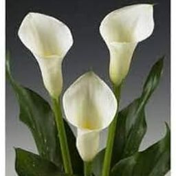 Calla Lily Flower Bulbs For Home Garden pack of 1-image-43