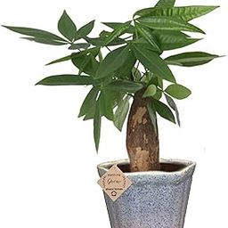 Bonsai Live Plant for Home Decor Pachira Bonsai Tree Money Tree in Ceramic Bonsai Pot-image-46