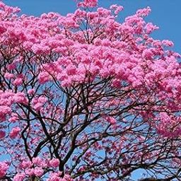 Creative Farmer Tabebuia Rosea For Landscaping Live Plant (Healthy Live Plant)-image-14