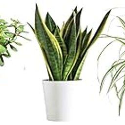 Indoor Plants Set - Jade Plant, Snake Plant, Spider Plant with White Decorative Pots, Live House Plants Collection-image-73