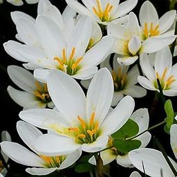 Live Green Flower Bulbs Zephyranthes/Rain Lily Flower Bulbs for Home Gardening (40 Bulb White)-7