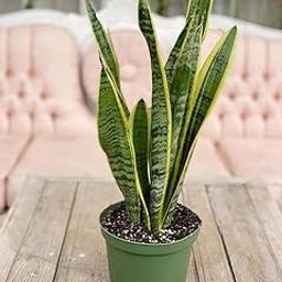 Live plant for large size indoor snake plant (Pack of 1)-image-9