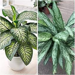 BONOBITHI Combo of Indoor Plant Diffenbachia Tropic Snow and Aglaonema Silver Queen Live Indoor Plant (Combo of 2 Indoor Plants)-image-64