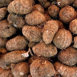 Southside Naturals 400 Gm Elephant Ear Bulbs | Fast Growing Colocasia Esculenta Bulb | Arbi Patta For Planting | Indoor & Outdoor Vegetable | Perfect For Kitchen Garden-image-69