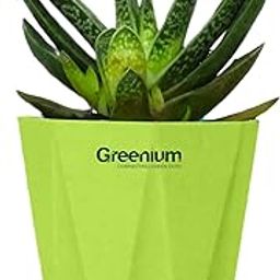 Greenium Haworthia Succulent Plant, Live Indoor Plant with Pink Hexagonal Planter (HS-GR-HX)-image-65