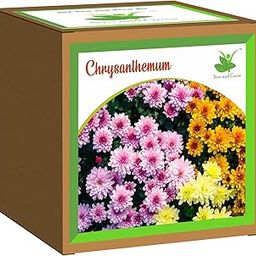 Sow and Grow Seed Starter Grow Kit of Chrysanthemum Flower || for temperatures 15-25 Degrees || DIY Easy Grow it Yourself Gardening Kit for Home and Garden || A Complete Beginner Gardeners Set-image-95