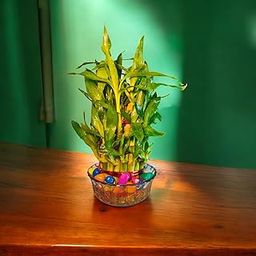 Lucky Bamboo 3 Layer - Stylish Tabletop Plant for Office & Home - Pack of 1-picture-11
