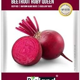 BIOLAND Beetroot Ruby Queen (Chukundar Beej) Seeds for Sowing Purpose for Home/Kitchen Garden-image-43
