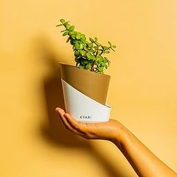KYARI Jade Indoor Plants for Living Room | Live Plants | Plants with Dusky Brown Pot for Home | Air purifier plants | Plants for Home Decor | Plants for garden | Indoor Plants for bedroom-image-32