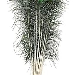ARYANSH SHOPPE ARYANSH SHOPPE Peacock Feather More Pankh Feather Tails. Full Length Size 30 Inch More Pankh for Janamashtami Diwali Navratri Artefact Decoration (12)-30