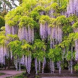 50+ Seeds- All Seasons Purple Wisteria Climbing Flowering Tree Seeds For Home Garden-image-20