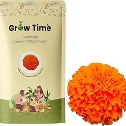 Growtime Marigold Orange Flower (Genda) Seeds, Flower Seeds for Home Gardening, Flower Planting Seeds for Kitchen, Marigold Orange Flower (Genda) Seeds (Orange, Pack of 50 Seeds)-image-27