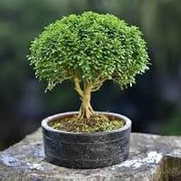 **BONSAI HOUSE** Table Kamini Bonsai Plant Live A Table Display of Home Beauty" Oxygen Live Plant For Indoor Home Dacoration With Pot (PACK OF 1)-image-49