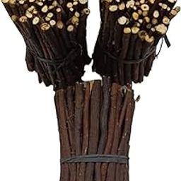 Zooberary Zaitoon Olive Herbal Miswak Natural olive stick for, Adult Toothbrush Sticks | Datun Chewing Sticks | Healthy Eco Friendly Toothbrush | Pack Of 30-picture-15