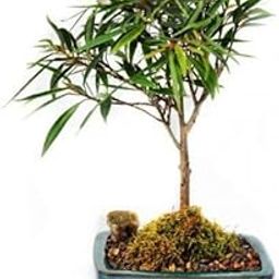 Mphmi Live Plants Ficus Nerifolia Willow leaf pre bonsai sapling plant with Perennial plants pot-image-49