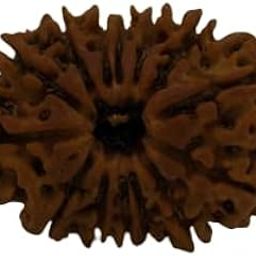 TRINETRA GEMS Stone Real चौदह मुखी रुद्राक्ष Nepali Beads Superb Fourteen Face Rudraksha for Make Pendant Brown 14 Mukhi Rudraksha IGL Lab Certified Genuine Chaudah Mukhi Rudraksha-33